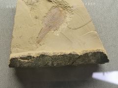 -湖南省地质博物馆