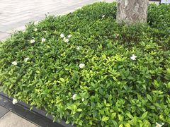 -百林公园-两江幸福广场