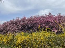 -菁幼月子会所(儿童医院店)