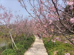 -天适樱花悠乐园