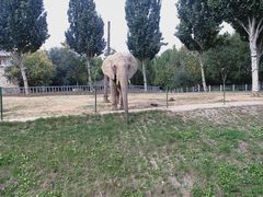 -石家庄市动物园