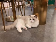 -飞行喵MR PILOT|猫舍·猫咖(静安大融城店)