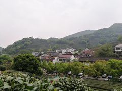 -龙井村