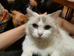 -more than meow吴止猫主题餐厅(承德 中船汇店)