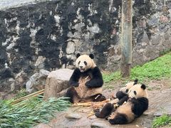 -都江堰中华大熊猫苑