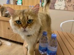 -唐小姐の私宠·宠物洗护美容·撸猫馆·购宠(周浦万达旗舰店)