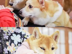 -豆柴町-柴犬主题狗咖(红鼎国际C座店)