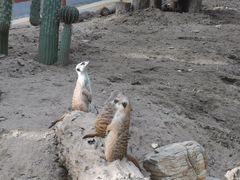 -北京野生动物园