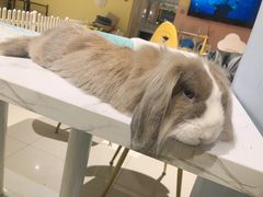 -RU DUCK柯尔鸭公社·撸鸭俱乐部·羊驼·小香猪