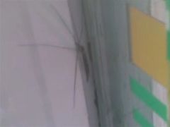 -四川农业大学(雅安校区)