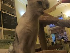 -猫色咖啡·猫咖