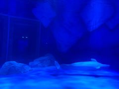 -上海海昌海洋公园-停车场