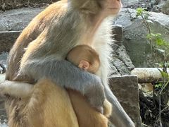 -黔灵山公园