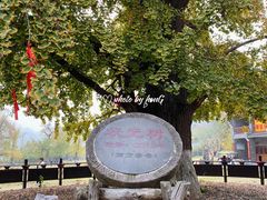 -千年银杏谷文化旅游区