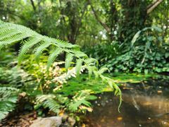 -中国科学院西双版纳热带植物园