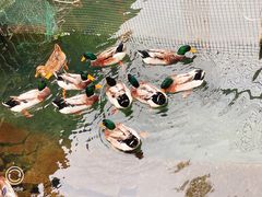 -靖西鹅泉风景区