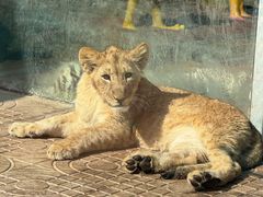 -西霞口神雕山野生动物世界