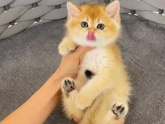 -lincat·猫舍(广州店)