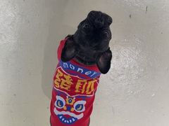 -宠颐生斯嘉宠物医院·急重症·心内科(谷阳北路分院)