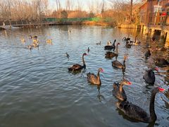 -溱湖国家湿地公园