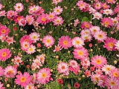 -三圣花乡旅游区