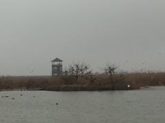 -盐城丹顶鹤湿地生态旅游区