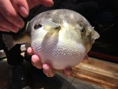 -肆月河豚·新淮扬(金融街店)