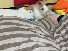 -猫猫幼稚园·撸猫·桌游·电玩