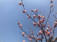 -香雪海