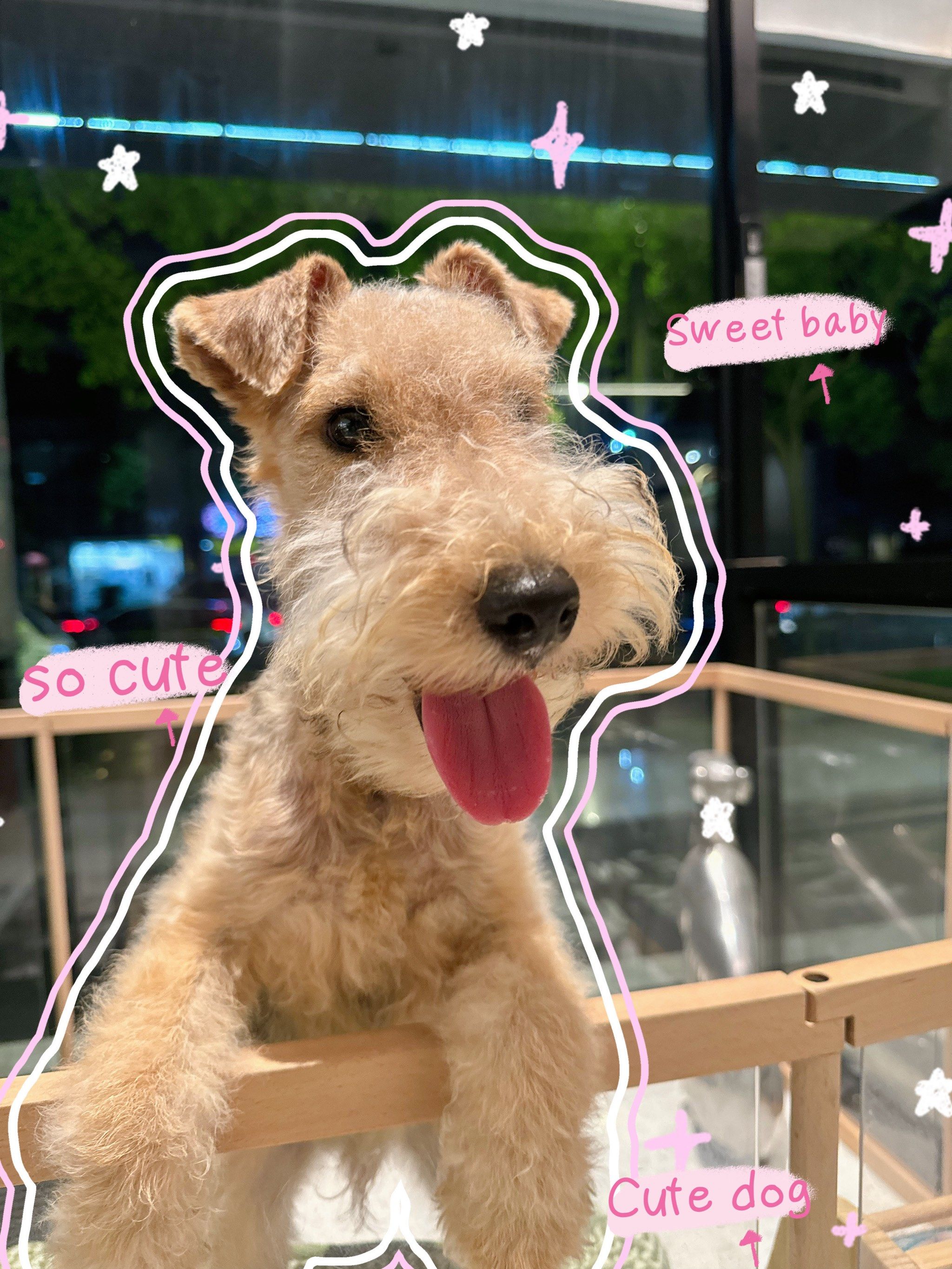 梗犬寄养