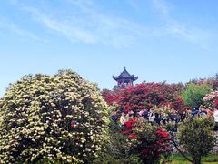-贵州百里杜鹃风景名胜区