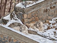 -西霞口神雕山野生动物世界
