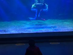 -石家庄海洋公园
