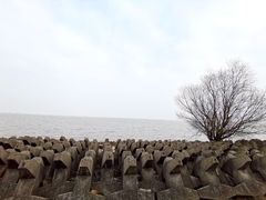 -上海滨江森林公园