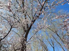 -大兴滨河森林公园