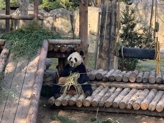 -上海野生动物园