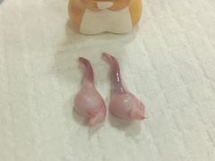 -芭比堂宠物医院·全科爱猫医院·仁德分院