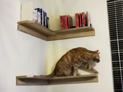 -滚猫咖啡·猫咖·猫友好撸猫(未来城店)