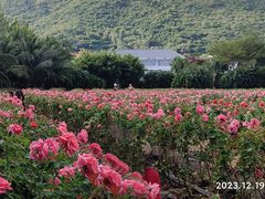 -亚龙湾国际玫瑰谷