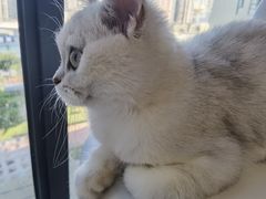 -团子家猫咪猫咖馆·柯基·柯尔鸭