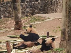 -都江堰中华大熊猫苑