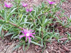 -南通洲际绿博园