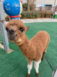 点击看大图 -萌宠亲子动物乐园(槐房万达店)