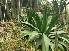 -呀路古热带植物园