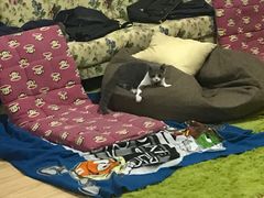 -瑞派福兴宠物医院犬猫全科·骨科·中西医结合(河东店)