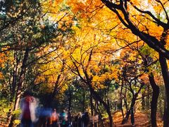 -香山公园