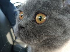 -北京观赏动物医院·24小时大型综合·猫专科·异宠专科