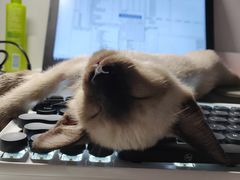 -瑞派福兴宠物医院犬猫全科·骨科·中西医结合(河东店)