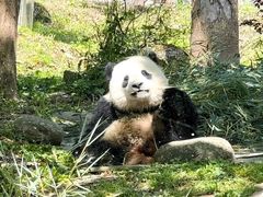 -都江堰中华大熊猫苑