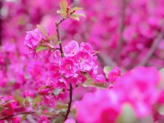 -海棠花溪(元大都城垣遗址公园)